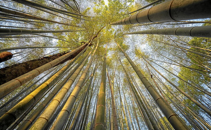Banbu basoa. (Onur CEPHELI | Getty Images)