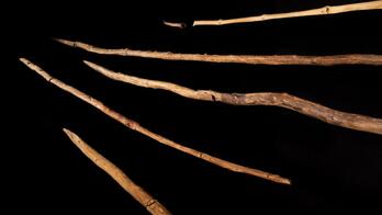 Algunas de las lanzas prehistóricas de madera encontradas en la ciudad alemana de Schöningen.