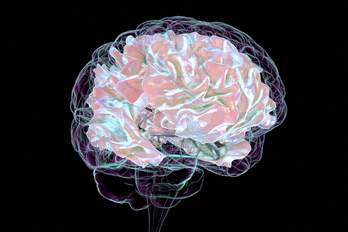 Unos estudios apuntan a que el cerebro humano contiene «una cucharada» de microplásticos que dañan la salud mental.